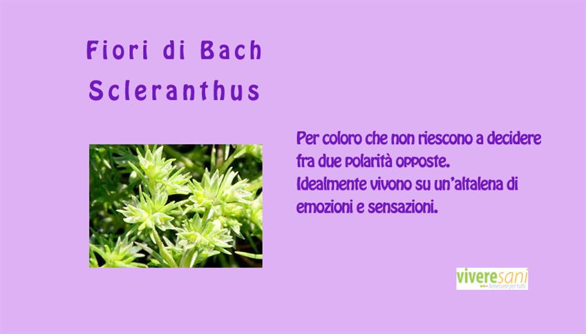 Scleranthus, Fiori di Bach